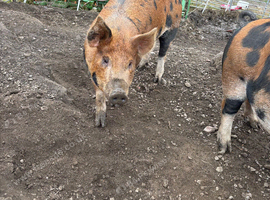 Berkshire Tamworth cross pigs