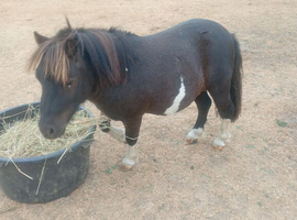 Shetland colt, piebald , 32"