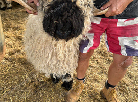 Stunning Manuel Shearling Ram