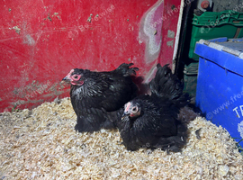 Silver birchen pullets