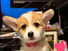 Pembrokeshire Welsh Corgi puppies