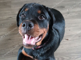 Rottweiler Female | 5 months
