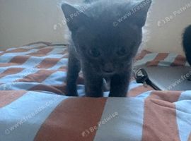 One grey one Black and white kitten