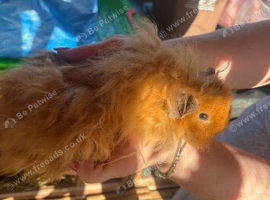 Male guinespigs