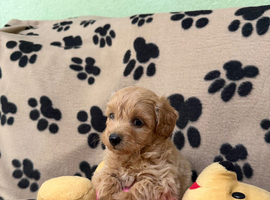 Beautiful Poochon Teddy Bears