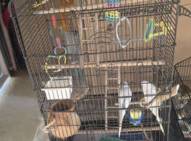 Budgies