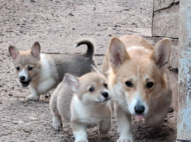 KC Pembroke Corgis