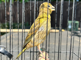 Fife Canarys