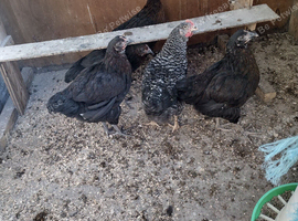 Black star pullets