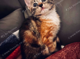 Beautiful kitten ready for her new home