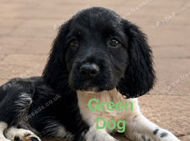 READY NOW!! 1 Dogs Left KC reg Heavily coloured ESS