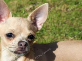 Lovely girl chihuahua