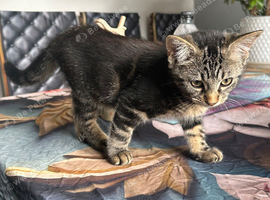 4 MONTH OLD KITTENS