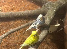 Budgies / breeding pair