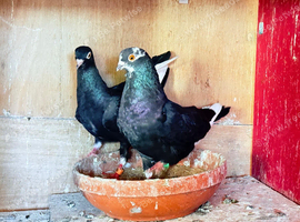 Fancy pigeons