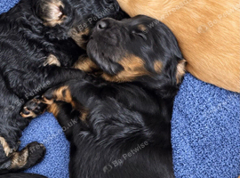 Toy poodle puppies