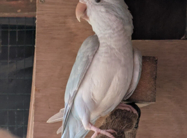 Pair of blue Quakers