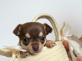 Adorable Chihuahua Puppies &ndash; Rare Colours, Loving Temperaments!