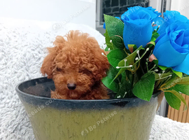 Red Toy Poodle Boy