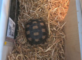 Sulcata tortoise with full set up