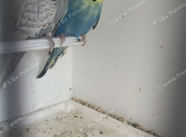 3 budgies and cage