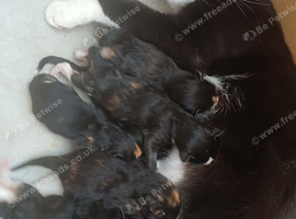 7 kittens ready for their loving homes