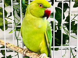 Stunning young Indian ringnick parrot
