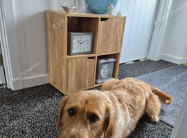 Labradoodle X