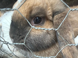 4 female rabbits