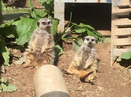 A pair of castrated meerkats
