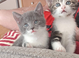 For sale kittens
