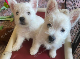 West highland terrier pups not kc