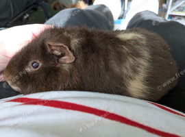 Teddy guinea pig boars available soon
