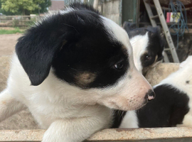 Pure Border Collies Ready now