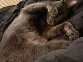Needs Rehoming Tonight  - Twinkle