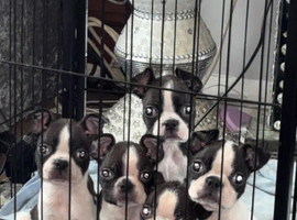 4 little Boston terrier boys
