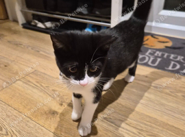 Cat to sell