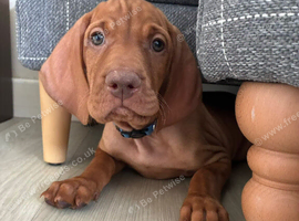OUR BLUEY &pound;1000