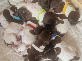 Outstanding kc GSP