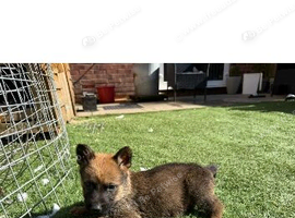 Working line German shepherd puppies