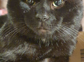 Male Cat