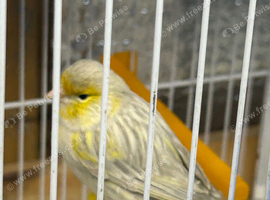 Silver and yellow canarie male