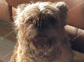 Shihtzu