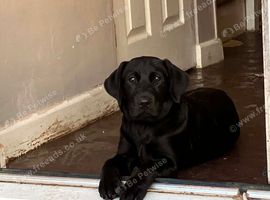 Black lab