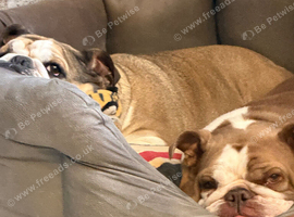 Mum and Daughter English Bulldogs For Sale