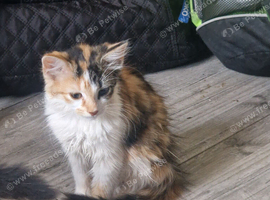 Ragdoll cross maincoon  kittens