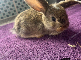 7 week old Lops