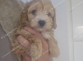 Beautiful cavapoo puppies