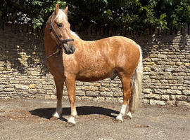 Stunning Palamino Gelding 14.3 3 1/2yrs old
