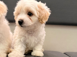 Adorable Bichon Fris&eacute; Puppies lookin for new home